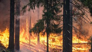 Waldbrandgefahr